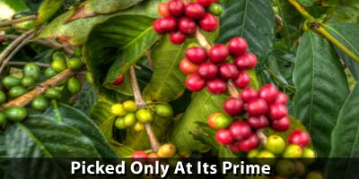 Picked at Their Prime